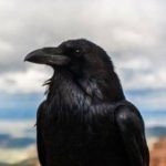 Profile picture of Ryno