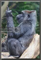 Profile picture of snowape