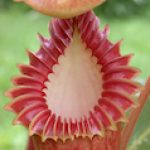 Profile picture of bogman