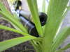 Profile picture of microsalmo