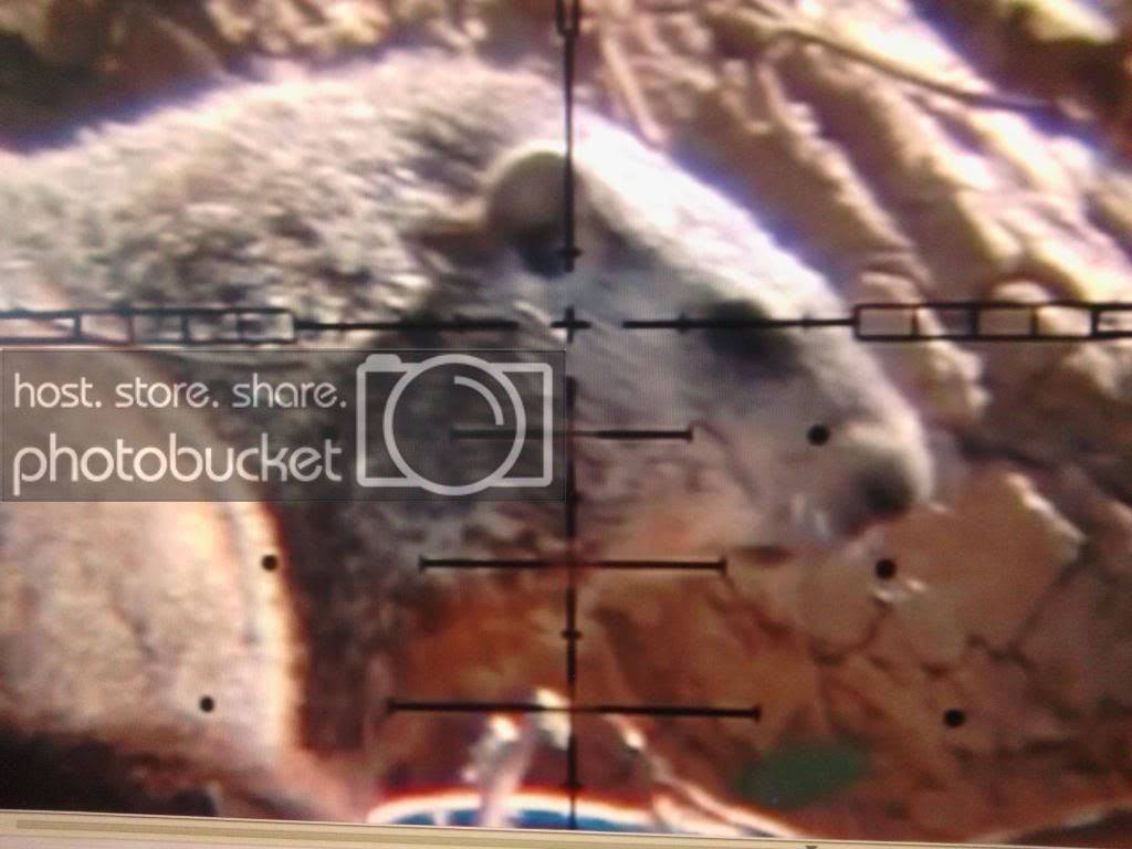 Profile picture of the-starlingassassin